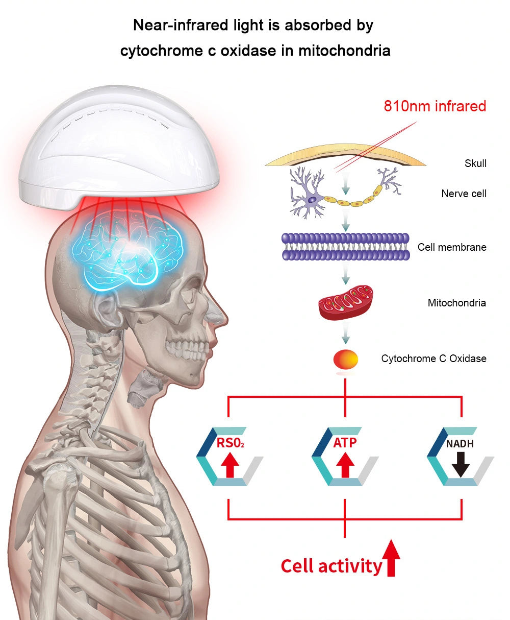 dr fuji brain helmet cell therapy